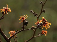 Hamamelis Arnhem 2016 01 23 9084